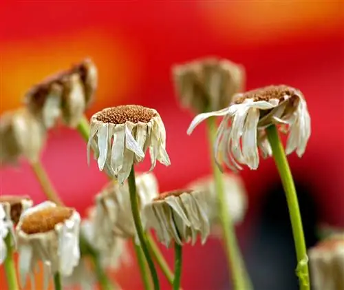 prästkragar blommade