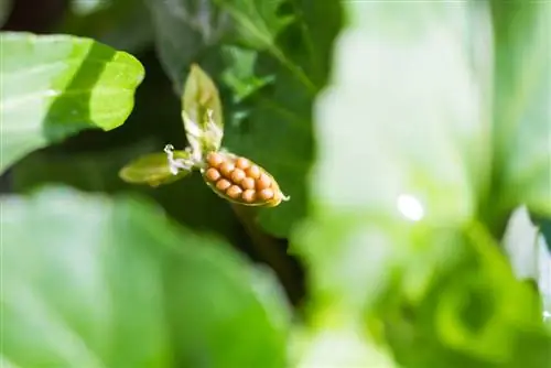 hạt tím có sừng