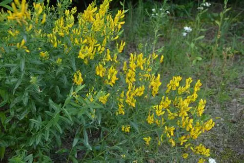 malattie della ginestra acari della gallina