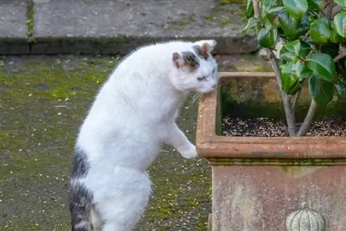 Camellia: Nakakalason sa pusa o hindi nakakapinsala?