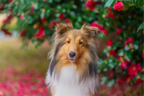 Kamelya köpekler için zehirli midir? Bilmen gereken her şey