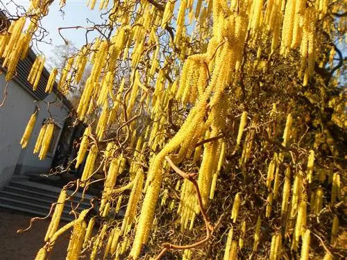 corkscrew Willow-umbali-kwa-nyumba