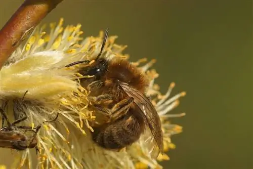 Bijen en kurkentrekkerwilg: een ideale combinatie