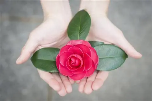 camellia betekenis