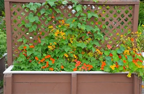 Nasturtium আরোহণ সাহায্য