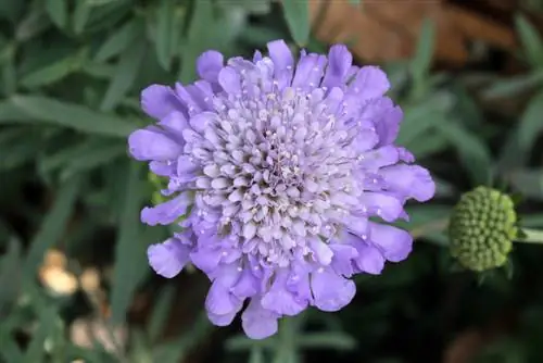 Schurft of scabiose? Hier ziet u hoe u het verschil kunt zien