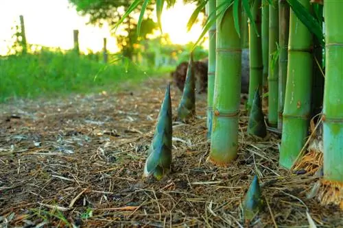 Buluh di seluruh dunia: Temui kejadiannya yang menakjubkan