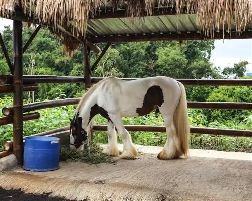 Is bamboe giftig voor paarden? Alles wat u moet weten