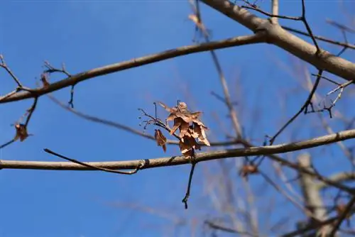 Globe maple does not sprout: Possible causes & solutions