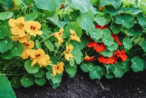 Nasturtium som bunddække: Sådan fungerer det