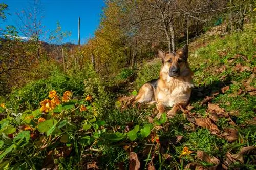 Oost-Indische kers hond