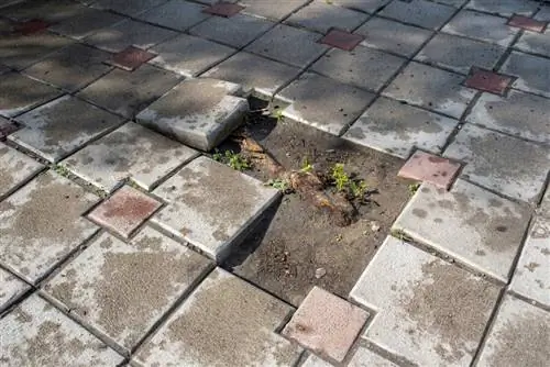 Globe Maple Roots vs. Paving: ongelmat ja ratkaisut