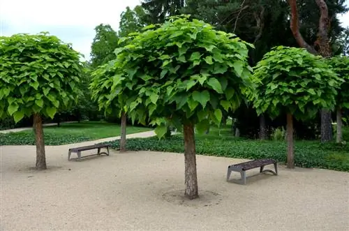 Raíces del árbol de trompeta de bola.