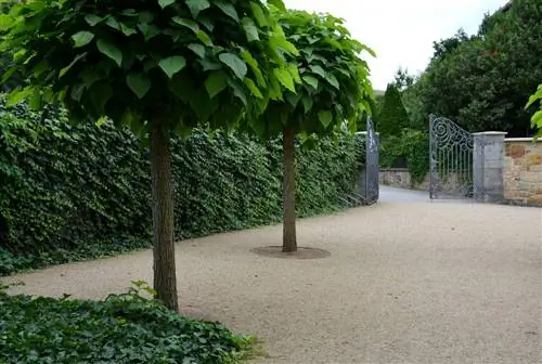 garder l'arbre-trompette-boule-petit