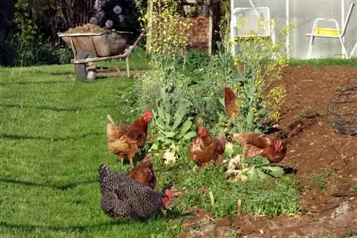 Slakplaag in die tuin? Laat die hoenders dit hê