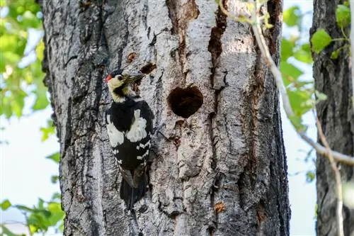 Which animal makes holes in a tree trunk? - The best tips