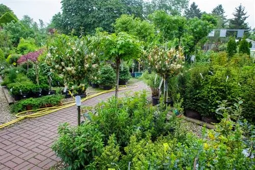 Cultivating globe maple in a pot: This is how the tree thrives