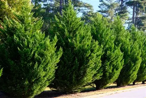 leyland cypress หรือ thuja