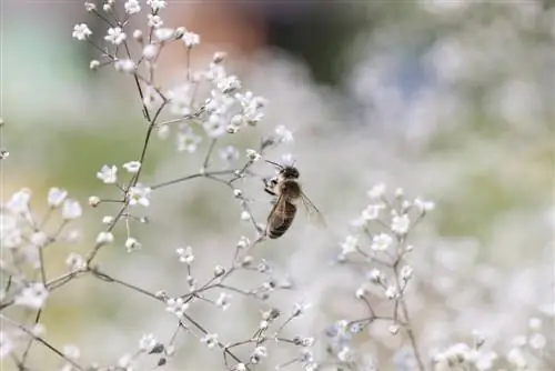 abeille gypsophile