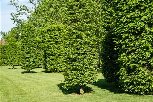 Hornbeam espalier pulling