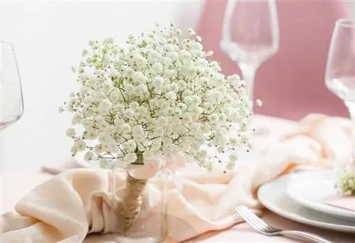 Gypsophila Betekenis: symbool van liefde en toewijding