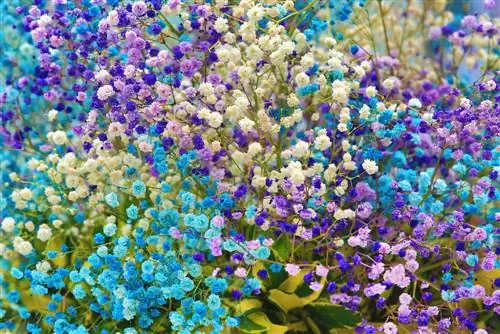 Teindre la gypsophile : des idées de couleurs créatives pour des décorations de rêve