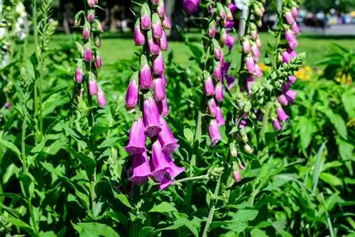 Ota Foxglove käyttöön: Milloin on oikea aika?