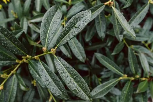 cherry laurel leaf