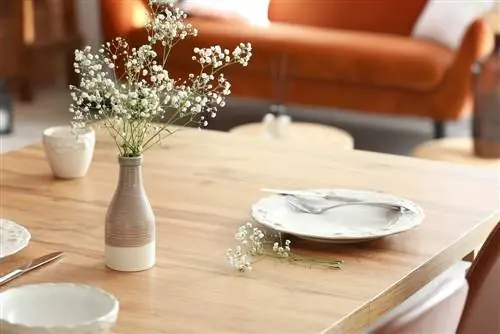 Gypsophila tồn tại được bao lâu?