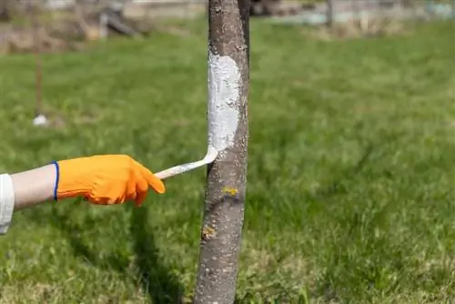 Protect tree trunk: Effective methods against frost & animals