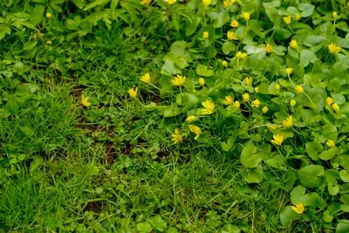 lutando contra pennywort