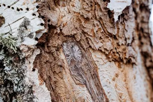 segatura sul tronco dell'albero