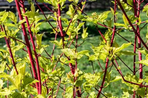 Bemes kornoelje: Dit is hoe die plant baie goed groei