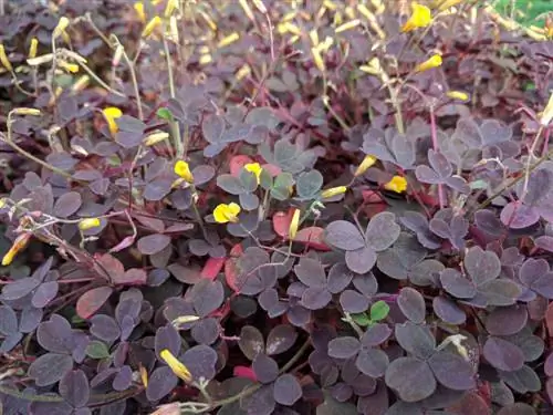 Sorrel de banya com a coberta del sòl: avantatges i desavantatges