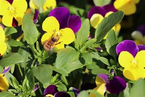 abelles violetes amb banyes