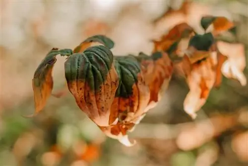 daun dogwood mengering