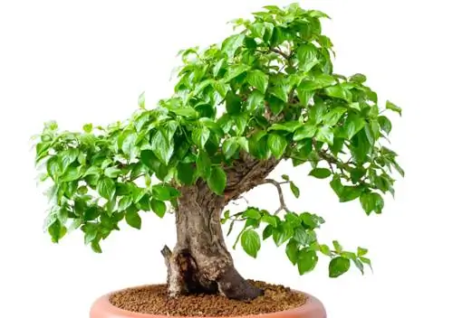 bonsai dogwood