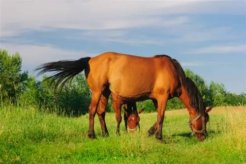 Dogwood poisonous to horses? What you should know