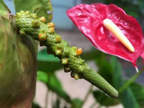 Pembiakan dengan biji anthurium: arahan langkah demi langkah