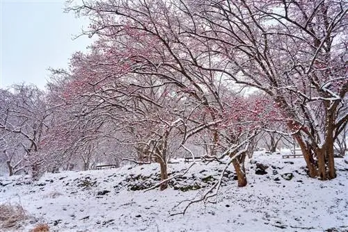 Dogwood hardy: Cât de mult frig poate rezista planta?