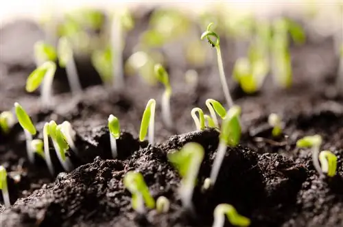 Gypsophila seeds perennial