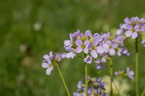 Meadowfoam in konji: strupeni ali neškodljivi?