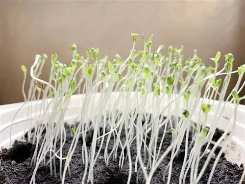 Gypsophila tohumları