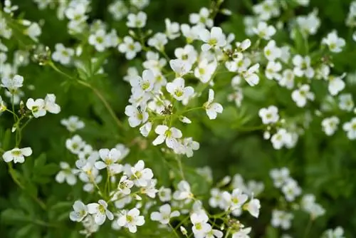 Meadowfoam sajaukšana