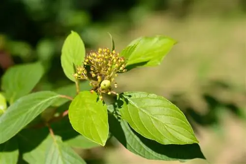 কুঁচকানো dogwood পাতা