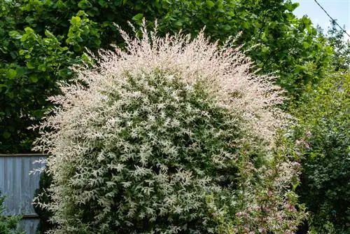 lewensduur van harlekyn wilgerboom