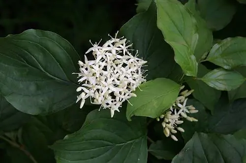 Dogwood Leaves. Ճանաչել, հոգ տանել և լուծել խնդիրները