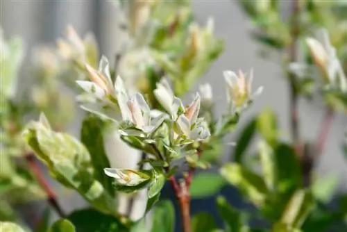 harlequin willow bees