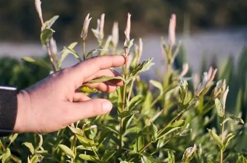 হারলেকুইন উইলোতে উকুন: চিনুন এবং লড়াই করুন