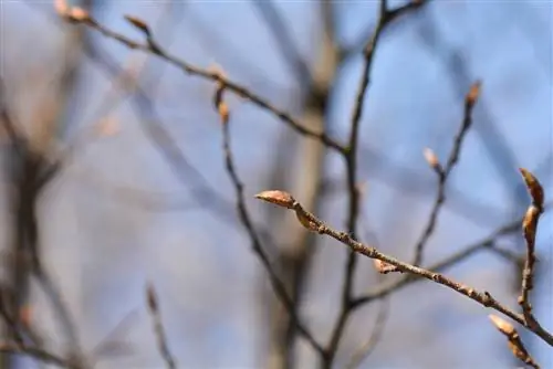 Haagbeuk spruit nie uit nie: oorsake en moontlike oplossings